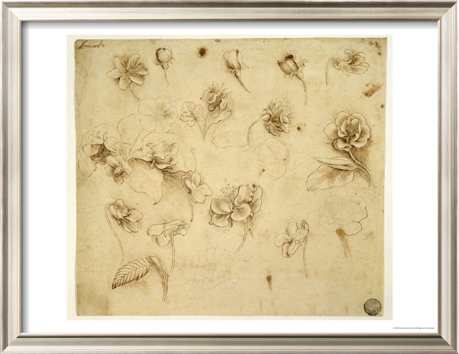 Study Of Flowers - Leonardo Da Vinci Painting